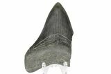 Bargain, Fossil Megalodon Tooth - South Carolina #169322-1
